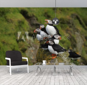 Picture of Group of puffins on a cliff